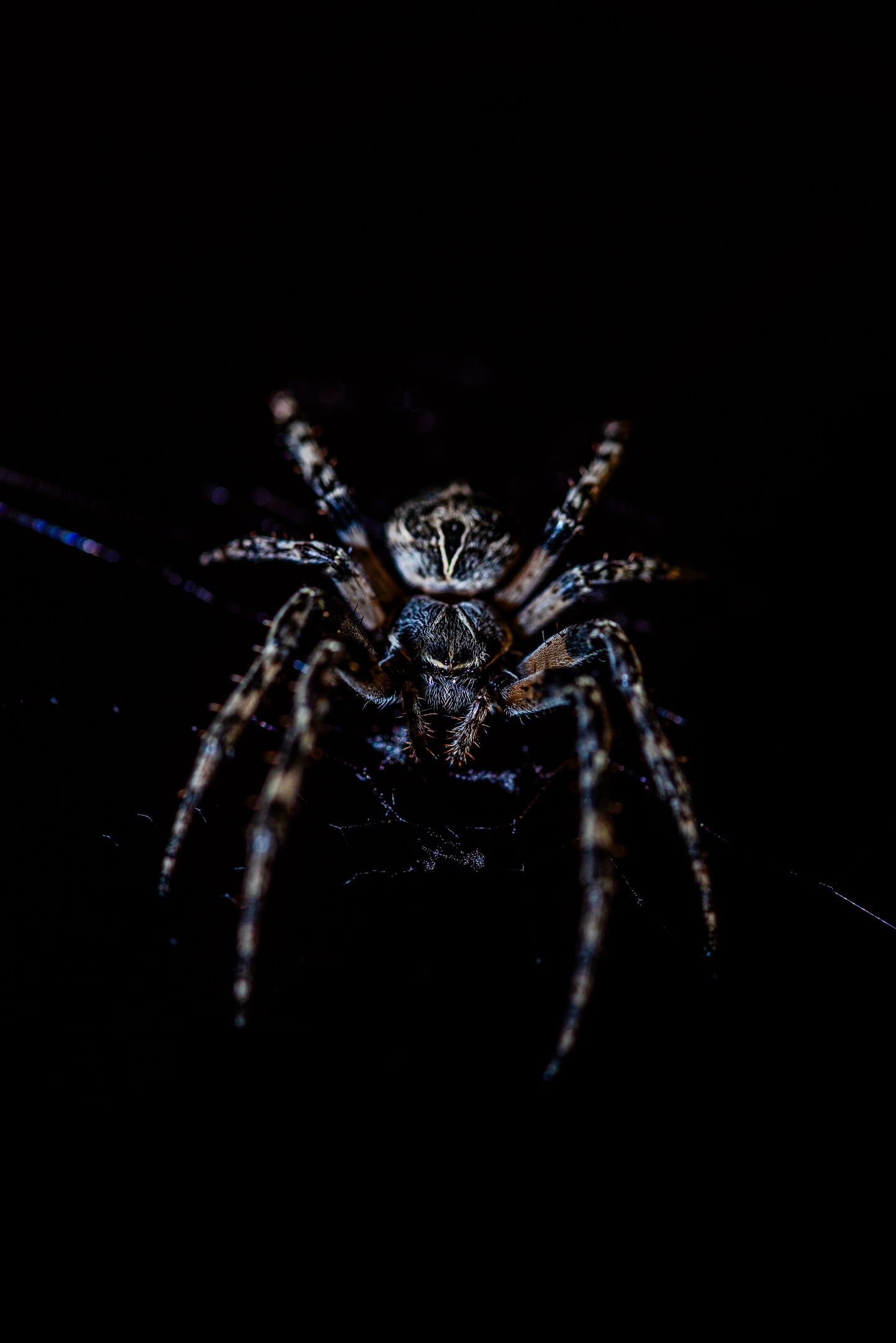 Araignées
