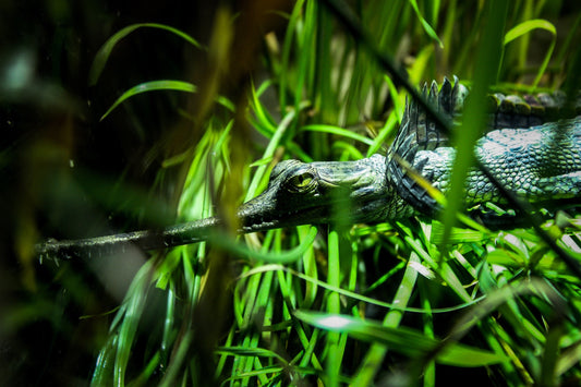 Crocodile gavial du gange