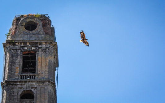Aigle s'envolant
