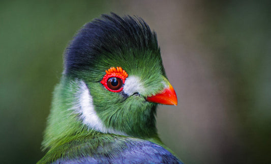 Touraco