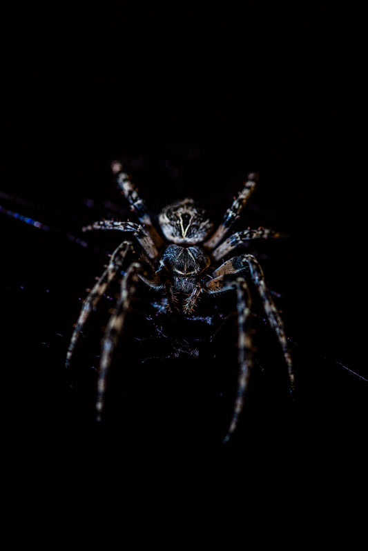 Araignées